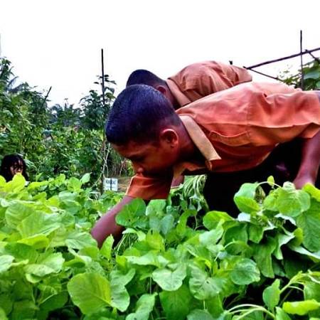 TOSA (Tanaman Obat 
Sekolah)